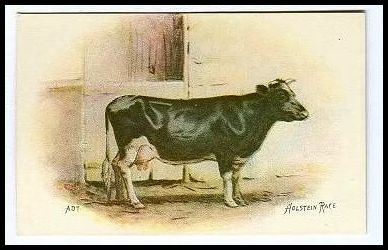 J12 13 Holstein.jpg